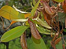 Nepenthaceae - Nepenthes x miranda.JPG