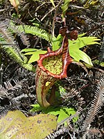 Nepenthes maxima Sulawesi12.jpg