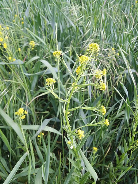 File:Neslia paniculata s. str. sl103.jpg