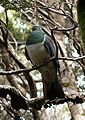 New Zealand Pigeon.jpg