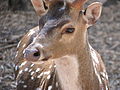 A Deer at the park