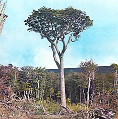 Le Hêtre de Magellan (Nothofagus betuloides) peut atteindre 25 mètres de hauteur.