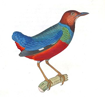 Erythropitta erythrogaster