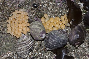 Nucella emarginata with egg capsules, Morro Strand State Beach, Morro Bay, California