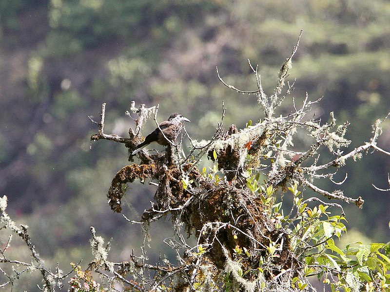 File:Nucifraga caryocatactes macella, Eaglenest Wildlife Sanctuary, Arunachal Pradesh 1.jpg