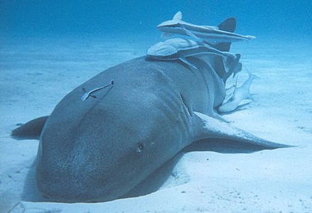 Nurse shark playing host to commensal remoras, which gain a free ride and which may serve as cleaners