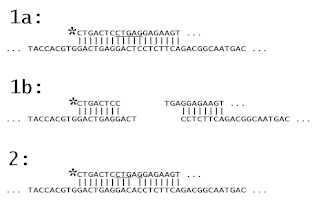 <span class="mw-page-title-main">Oligomer restriction</span>