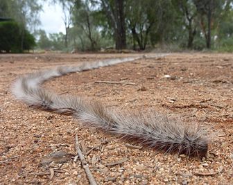 Bag-shelter moth (Ochrogaster lunifer), Northern Territory, Australia