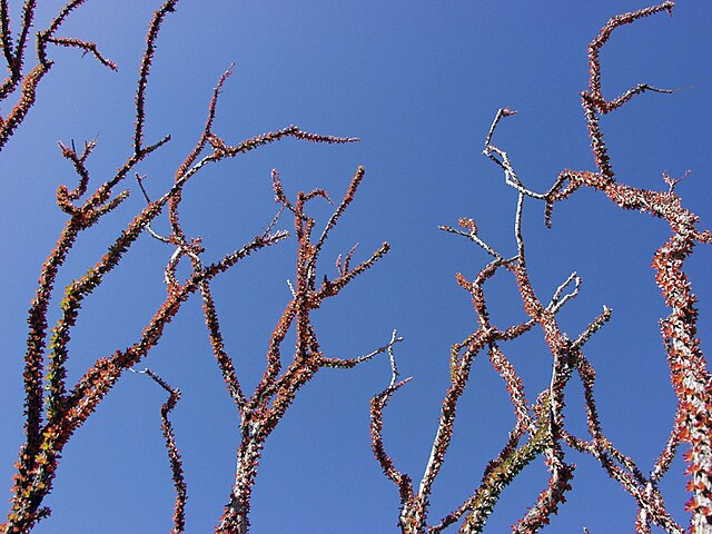 Description de l'image Ocotillo_02.jpg.