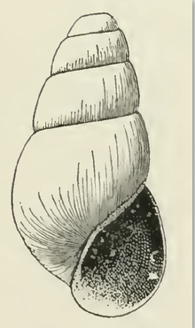 Odostomia cypria 001.png