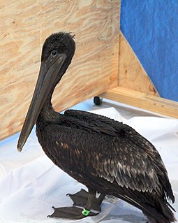 Cleaning a Brown pelican after oil spill.