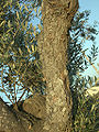 Olive-tree-trunk-0.jpg