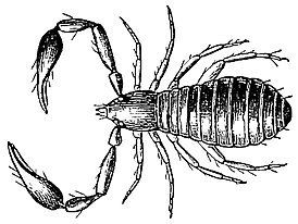 Olpiidae