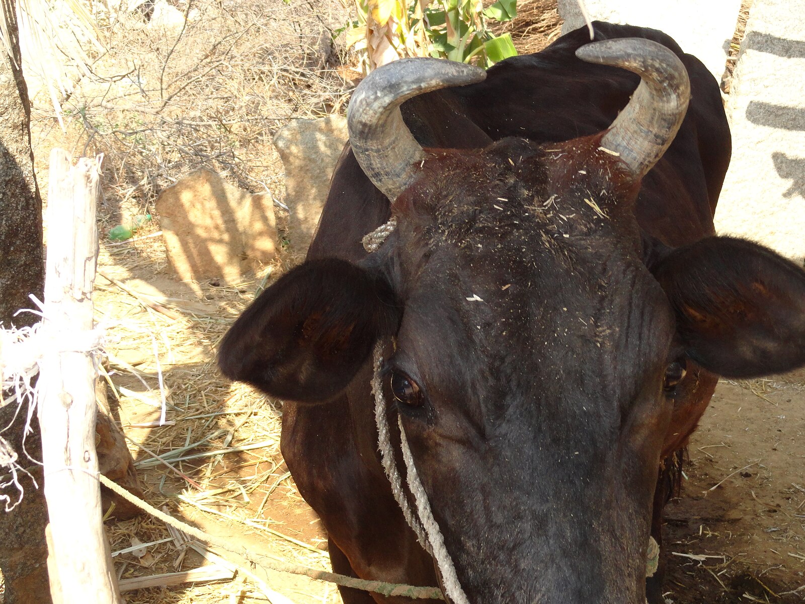 1 cows long tails