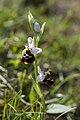 Français : Ophrys fuciflora Chauvoncourt (Meuse), France