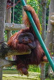 Orang Utan Ragunan