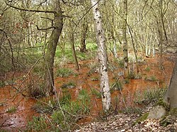 Orange Swamp at Parrot's Drumble - geograph.org.uk - 160137.jpg