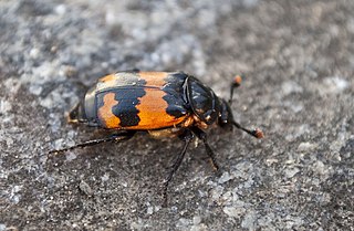 <i>Nicrophorus investigator</i> Species of beetle