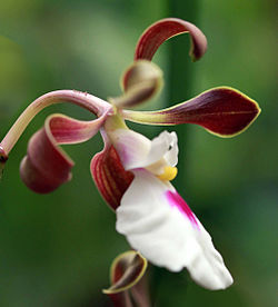 Orchid (8680403086). 
 jpg