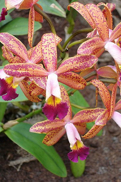 File:Orchidee006.jpg