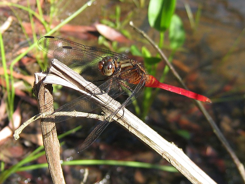 File:Orthetrum villosovittatum 2.jpg