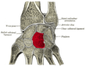 Поперечний розріз зап'ястка (великий палець ліворуч). Головчаста кістка виділена червоним.