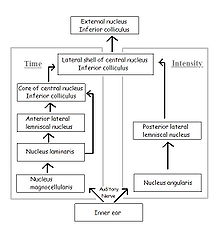 Parallel processing pathways in the brain for time and level for sound localization in the owl Owl sound localization parallel processing in brain.jpg