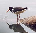 Eurasian Oystercatcher Oystercatcher pecking the water.jpg