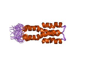 PDB 1lr1 EBI.jpg