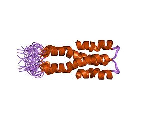 <span class="mw-page-title-main">Histone-like nucleoid-structuring protein</span>