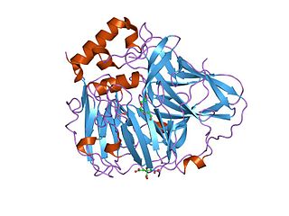 <span class="mw-page-title-main">Multicopper oxidase</span> Class of enzymes