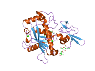 <span class="mw-page-title-main">ADAMTS5</span> Protein-coding gene in the species Homo sapiens