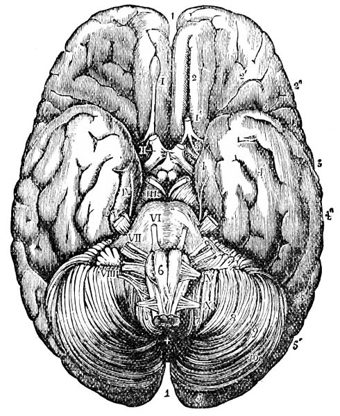 File:PSM V26 D758 Under surface of the human brain.jpg