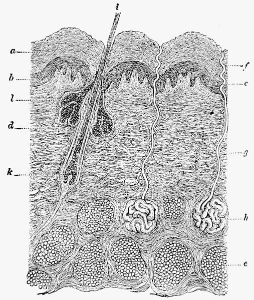 File:PSM V41 D354 Section of animal skin.jpg