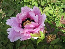 Kiinanpensaspionin (Paeonia rockii) kukka