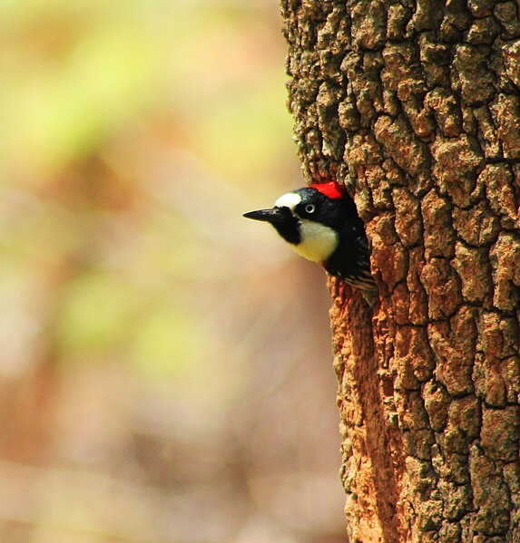 File:Pajaro carpintero2.jpg