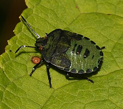 Жук вонючка. Pentatomidae нимфа. Зеленая вонючка. Pentatomidae prasina. Паломена черная.