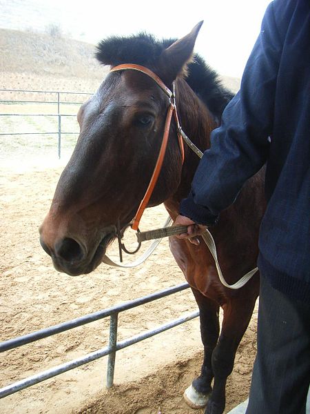 File:PanYu Clifford Farm Stable 20 Brown horse.jpg