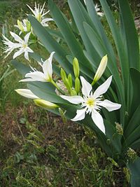 Pancratium