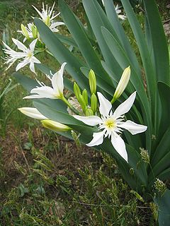 <i>Pancratium illyricum</i> Species of flowering plant