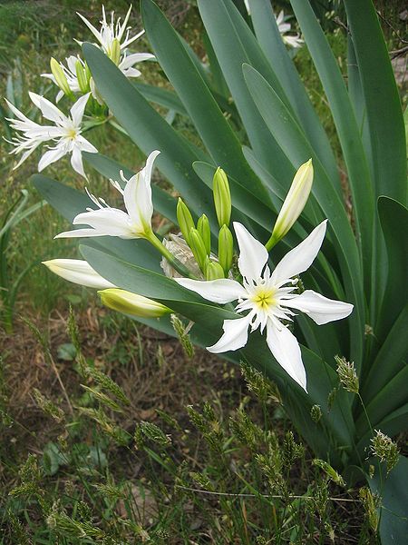 Pancratium illyricum