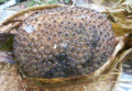 Pandanus julianettii fruit cluster.png