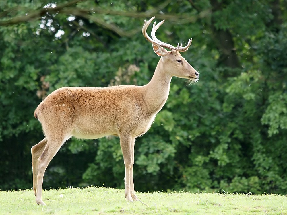 The average adult weight of a Eld's deer is 94.7 kg (208.78 lbs)