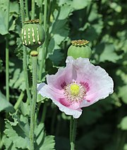 Papaver somniferum flower and scored capsule with latex. Papaver somniferum 2021 G4.jpg