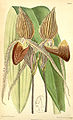 Paphiopedilum rothschildianum (as syn. Cypripedium rothschildianum) plate 7102 in: Curtis's Bot. Magazine (Orchidaceae), vol. 116, (1890)