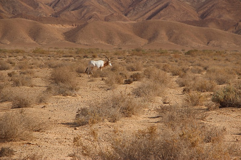 File:Parc National Dghoumés 028.jpg