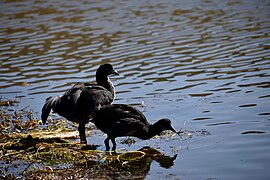 Pareja de Patos Crestones