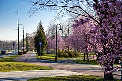 Park Sielecki nad Czarną Przemszą