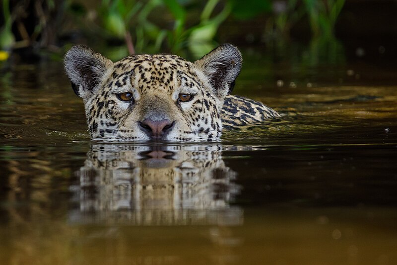 File:Parque Estadual Encontro das Águas Thomas-Fuhrmann (2023- 01) Jaguar - Panthera onca swimming.jpg