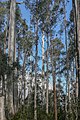 * Nomination Lake St Clair National Park, Tasmania, Australia --Poco a poco 07:19, 26 February 2020 (UTC) * Decline Lacks detail (see tree trunks especially) and there are CA present. --Peulle 18:02, 26 February 2020 (UTC)